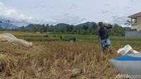 Petani di Desa Sukamanah mengangkut hasil panen untuk dibawa ke pabrik penggilingan. (Foto: Ikbal Selamet/detikJabar)