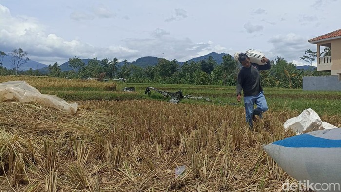 Dua pekan pascagempa bumi berkekuatan 5,6 magnitudo yang mengguncang Cianjur, para petani di wilayah Kecamatan Cugenang mulai memanen padi.