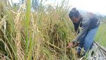 Potret Petani Panen Padi Pascagempa Cianjur