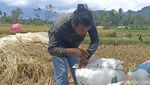 Potret Petani Panen Padi Pascagempa Cianjur
