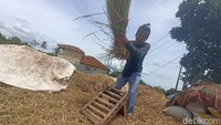 Salah seorang petani sedang menggebut tanaman padi untuk memisahkan butir padi dari tangkainya. (Foto: Ikbal Selamet/detikJabar)