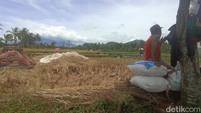 Dua pekan pascagempa bumi berkekuatan 5,6 magnitudo yang mengguncang Cianjur, para petani di wilayah Kecamatan Cugenang mulai memanen padi.