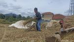 Potret Petani Panen Padi Pascagempa Cianjur