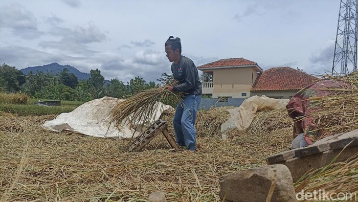 Dua pekan pascagempa bumi berkekuatan 5,6 magnitudo yang mengguncang Cianjur, para petani di wilayah Kecamatan Cugenang mulai memanen padi.