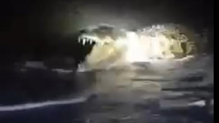 Kemunculan buaya di pesisir pantai, Kabupaten Majene, Sulbar.