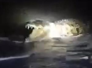 Buaya Muncul di Pesisir Pantai Majene, BKSDA Imbau Warga Waspada