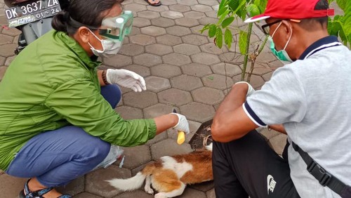 Pengambilan sampel otak anjing suspek rabies di Kelurahan Gilimanuk, Kecamatan Melaya, Kabupaten Jembrana, Bali.
