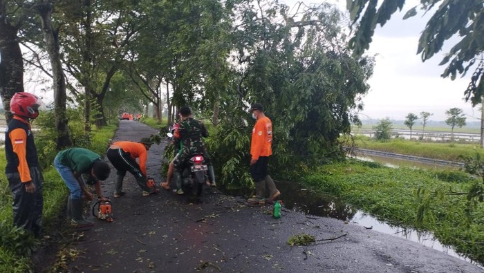 pohon tumbang di jember