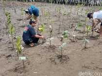 Upaya Pemulihan Kawasan Pesisir Indramayu Lewat Konservasi Mangrove