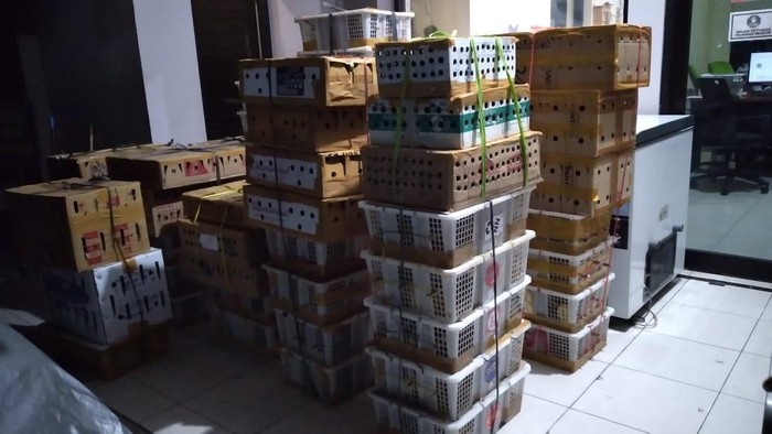 Ribuan burung ilegal berbagai jenis dari Bali disita petugas Karantina di Pelabuhan Ketapang, Banyuwangi, Jawa Timur, Sabtu (3/12/2022) malam.
