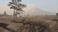 Gunung Semeru ini masih sangat aktif. Bahkan hingga hari ini, Senin (5/12/2022), Gunung Semeru masih meluncurkan awan panas guguran dengan amplitudo 25 mm dan lama gempa 386 detik setelah statusnya dinaikkan menjadi Level 4 atau Awas pada Minggu (4/12/2022) kemarin. (Suryanto/Getty Images)  