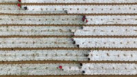 BOZHOU, CHINA - DECEMBER 01: Aerial view of farmers transplanting onion seedling in a field on December 1, 2022 in Bozhou, Anhui Province of China. (Photo by VCG/VCG via Getty Images)