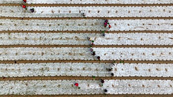 Aktivitas yang terlihat umum ini terlihat lebih indah dari angle lensa kamera drone.  