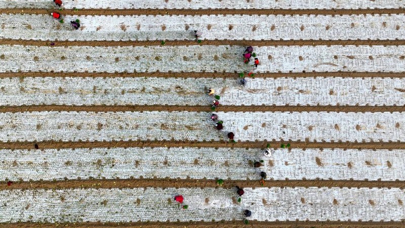 BOZHOU, CHINA - DECEMBER 01: Aerial view of farmers transplanting onion seedling in a field on December 1, 2022 in Bozhou, Anhui Province of China. (Photo by VCG/VCG via Getty Images)