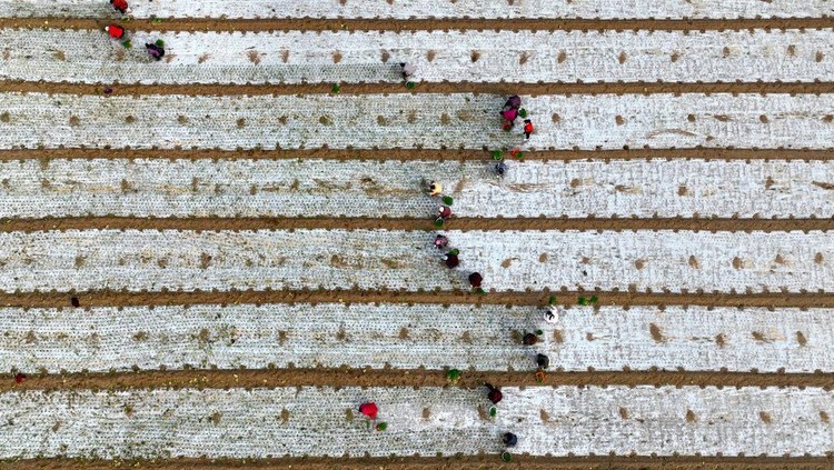1445999074 BOZHOU, CHINA - DECEMBER 01: Aerial view of farmers transplanting onion seedling in a field on December 1, 2022 in Bozhou, Anhui Province of China. (Photo by VCG/VCG via Getty Images)