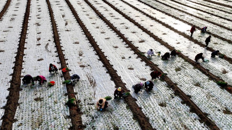 BOZHOU, CHINA - DECEMBER 01: Aerial view of farmers transplanting onion seedling in a field on December 1, 2022 in Bozhou, Anhui Province of China. (Photo by VCG/VCG via Getty Images)