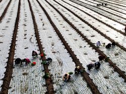 Foto Memukau Panen Bawang dari Lensa Kamera Drone
