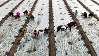 BOZHOU, CHINA - DECEMBER 01: Aerial view of farmers transplanting onion seedling in a field on December 1, 2022 in Bozhou, Anhui Province of China. (Photo by VCG/VCG via Getty Images)