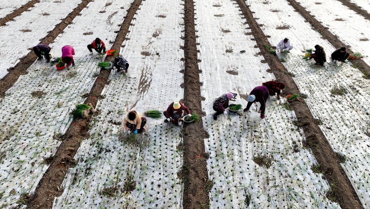 1445999074 BOZHOU, CHINA - DECEMBER 01: Aerial view of farmers transplanting onion seedling in a field on December 1, 2022 in Bozhou, Anhui Province of China. (Photo by VCG/VCG via Getty Images)