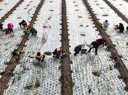 Foto Memukau Panen Bawang dari Lensa Kamera Drone