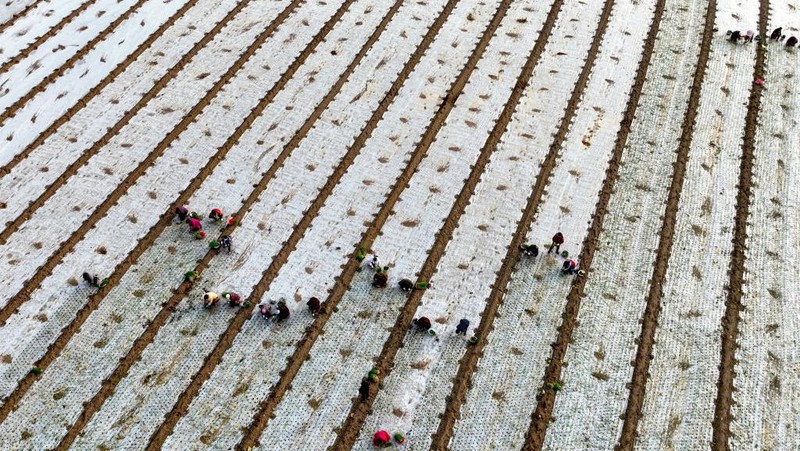 BOZHOU, CHINA - DECEMBER 01: Aerial view of farmers transplanting onion seedling in a field on December 1, 2022 in Bozhou, Anhui Province of China. (Photo by VCG/VCG via Getty Images)