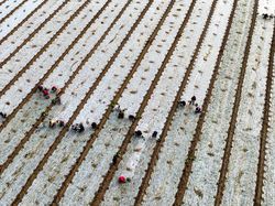 Foto Memukau Panen Bawang dari Lensa Kamera Drone