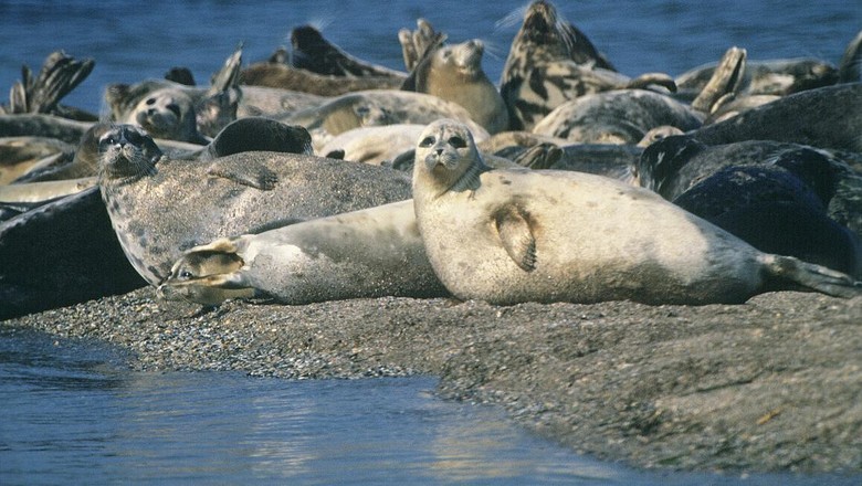 Anjing laut di Pantai Kaspia Anjing laut di Pantai Kaspia