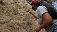 Sebuah gambar tak bertanggal menunjukkan seorang arkeolog mengungkap lukisan dinding pra-Hispanik dengan pemandangan mitologis yang ditemukan di dekat kota Illimo Lambayeque di Peru utara.  