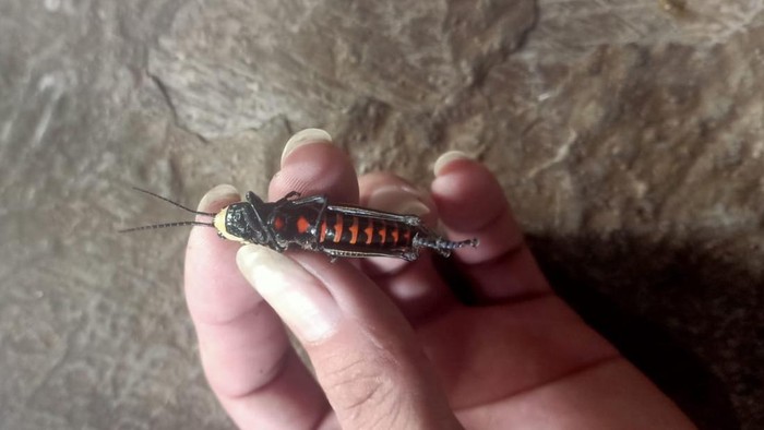 Penampakan belalang bulus atau belalang setan (Aularches Miliaris) yang dikonsumsi warga Paliyan, Gunungkidul hingga akhirnya meninggal dunia.