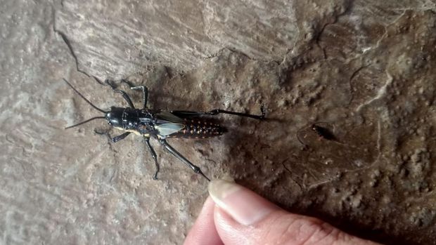 Penampakan belalang bulus atau belalang setan (Aularches Miliaris) yang dikonsumsi warga Paliyan, Gunungkidul hingga akhirnya meninggal dunia.
