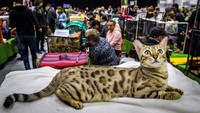 BengalPara pecinta kucing di tanah air mungkin tak asing dengan kucing jenis ini. Kucing hybrid ini merupakan campuran Egyptian Mau dan Asian Leopard. Seekor bengal bisa dihargai lebih dari US$ 25.000/ekor Foto: AFP via Getty Images/MLADEN ANTONOV