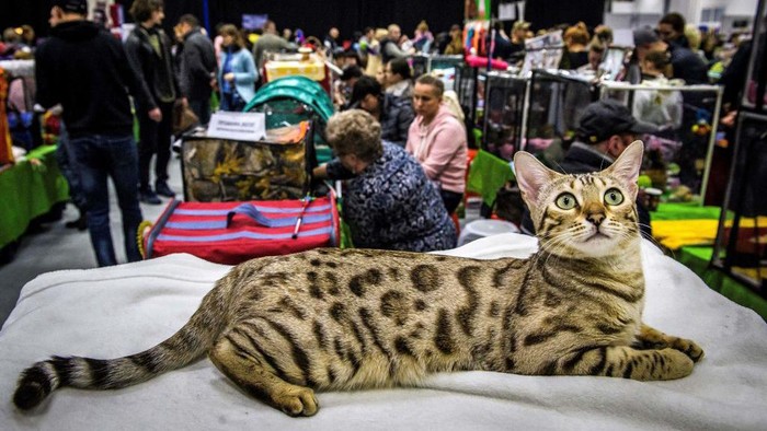 A Bengal cat is seen during the 