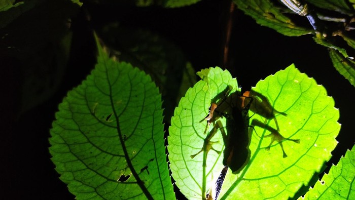 Katak Pelangi