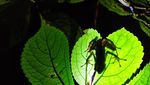 Wow! Katak Pelangi Ditemukan Lagi Setelah Hilang Lebih 1 Abad