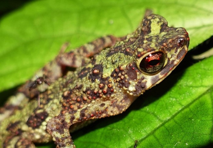 Katak Pelangi