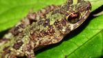 Wow! Katak Pelangi Ditemukan Lagi Setelah Hilang Lebih 1 Abad