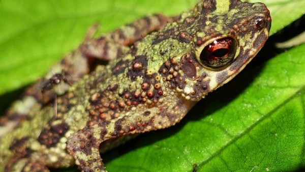 Wow! Katak Pelangi Ditemukan Lagi Setelah Hilang Lebih 1 Abad