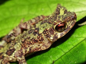 Bagaimana Proses Metamorfosis Katak? Ini Penjelasannya
