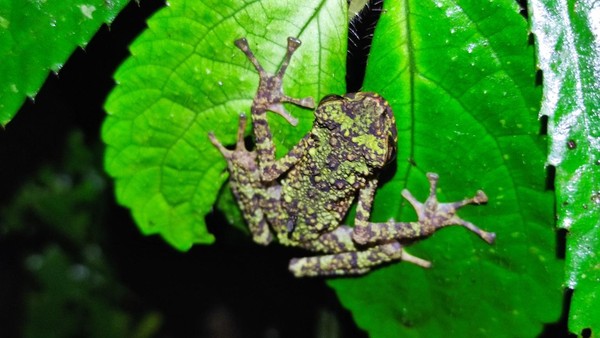Kabar bahagia nih, peneliti kembali menemukan sambas stream toad yang hilang di habitat aslinya di Indonesia.