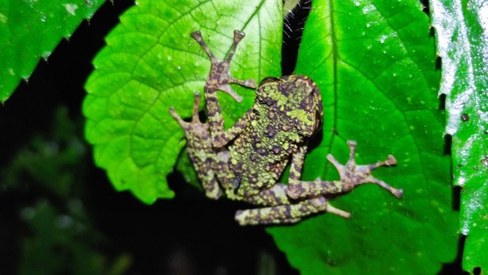 Katak Pelangi Katak Pelangi