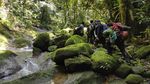 Wow! Katak Pelangi Ditemukan Lagi Setelah Hilang Lebih 1 Abad