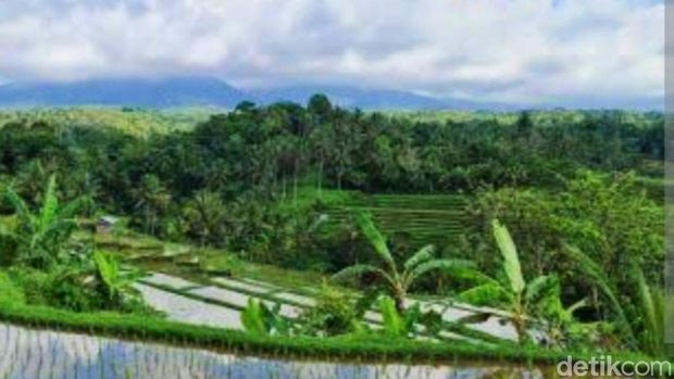 Ladang warga di lereng Gunung Raung tempat kemunculan diduga macan tutul liar