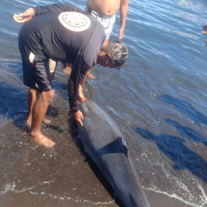 Warga saat menemukan lumba-lumba terdampar di Pantai Penimbangan, Buleleng