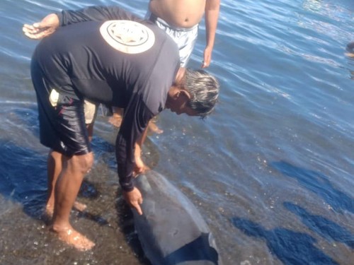 Warga saat menemukan lumba-lumba terdampar di Pantai Penimbangan, Buleleng