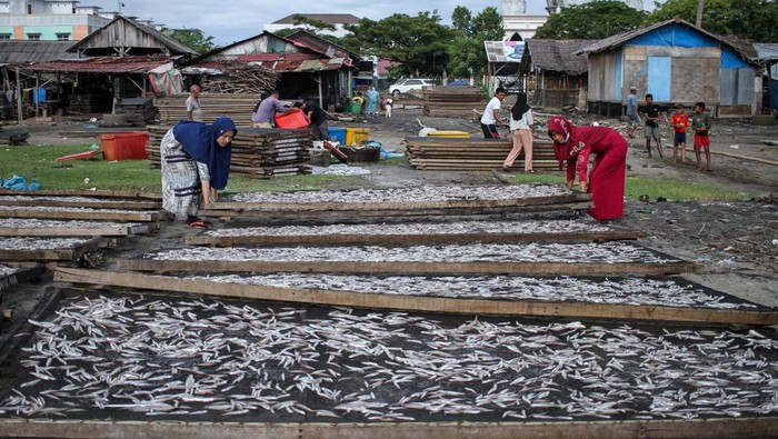 Mengintip Produksi Ikan Asin di Aceh Workers are seen carrying out drying anchovies at a fishing village in Lhokseumawe, on December 4, 2022, in Aceh Province, Indonesia. (Photo by Fachrul Reza/NurPhoto via Getty Images)