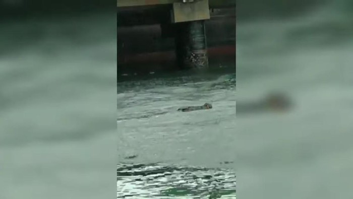 Penampakan buaya di Gresik viral di media sosial