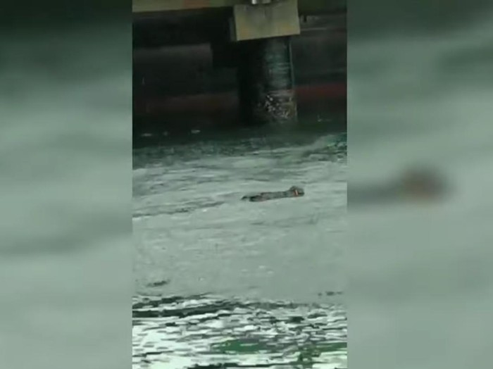 Penampakan buaya di Gresik viral di media sosial