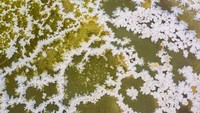 Orang China terkadang menyebutnya sebagai bunga garam yang mekar. Ini hanya terjadi ketika suhu di bawah 23 derajat Fahrenheit (-5 derajat Celcius), jadi meskipun tidak terjadi setiap tahun, ini merupakan fenomena yang indah.