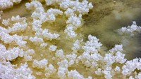 Bunga es menutupi danau garam di Yuncheng, Provinsi Shanxi, China, Minggu (4/12/2022). Sama seperti panas yang sebagian bertanggung jawab atas mekarnya mikro-alga yang berwarna-warni, musim dingin memiliki trik kerennya sendiri.