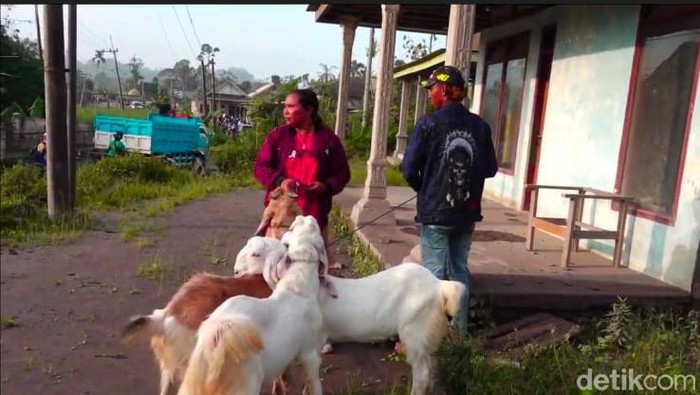 Pengungsi Semeru menyelamatkan ternak
